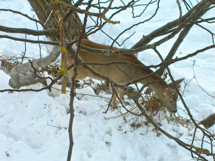 Roe coming to eat ivy near the house during wintertime.